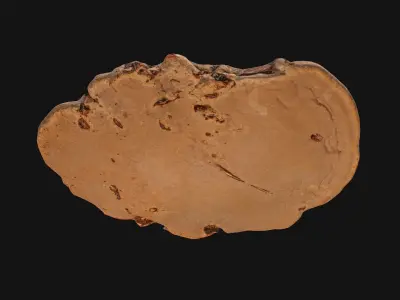 Mushroom photoscan - FomesFomentarius Low-poly 3D model