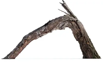Broken birch Low-poly 3D model