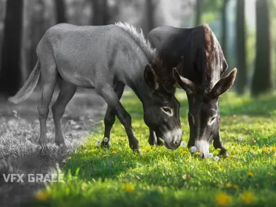 Donkey Animation VFX Grace 3D model