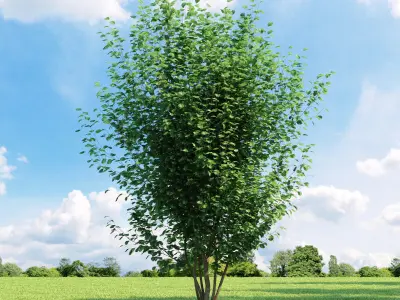 Archmodels vol 136 - high quality trees models 3D model