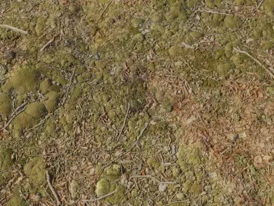 Ultra Realistic Forest Ground With Moss Texture
