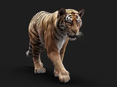  Bengal Tiger ANIMATED Yeti 