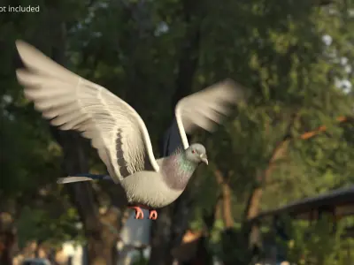  Low Poly Pigeon Rigged For Maya 