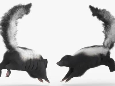  Animal Skunk Fur Animated Rigged for Blender 