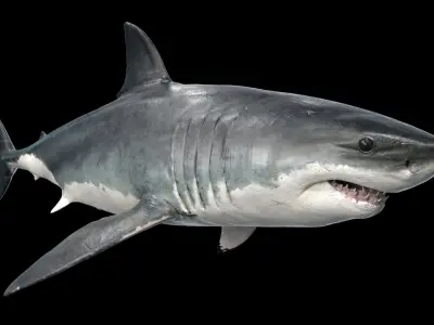  Great White Shark Rigged 