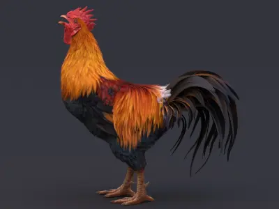  Rooster Animated 