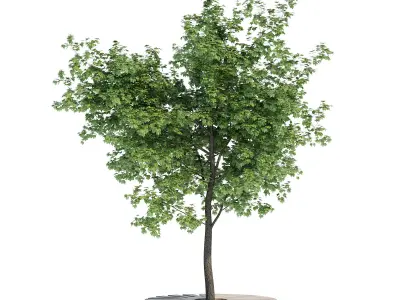 Round B tree 3D model
