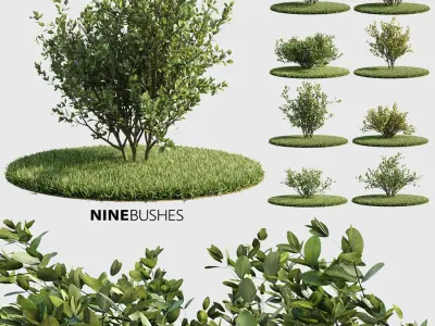  Bushes and Shrubs Collection 