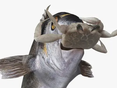  Dorado Fish With Crab In Mouth 