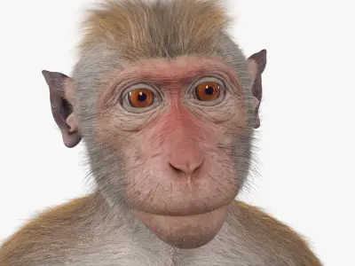  Sitting Macaque Light Brown Fur for Cinema 4D 