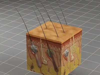 Anatomy skin 3D model