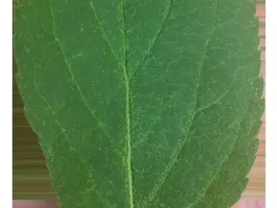 apple scene 3D model