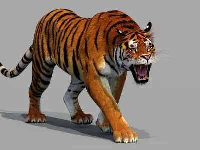  Tiger Model Animated 