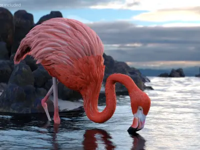  Flamingo Pink Bird in Feeding Pose 