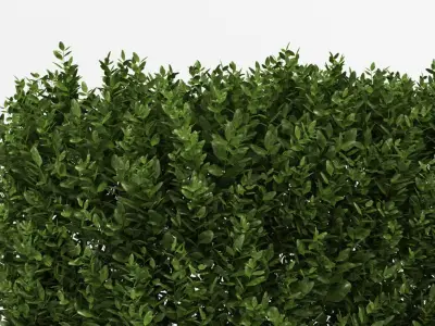 Hedge 3D model
