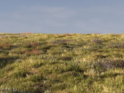 Field grass and corona scatter 3D model