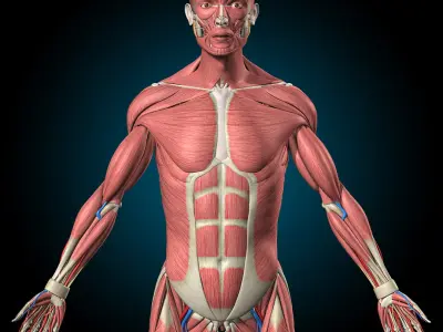  Ultimate Human Anatomy - Rigged 