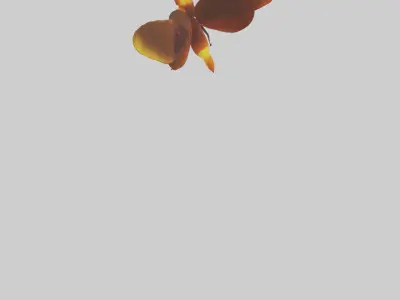 Firefly glowing model Low-poly 3D model