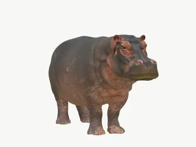  Realistic 3D Hippopotamus Model 