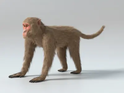  Monkey Animated 