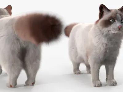  Ragdoll Cat Fur for Maya Rigged 