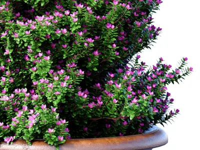 Decorative tree classic garden pot Indoor plant balcony 3D model