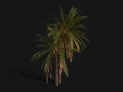 Phoenix Dactylifera Palm Tree Low-poly 3D model