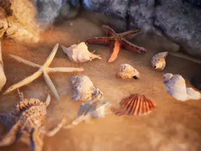 Sea Shells  24 Assets Low-poly 3D model