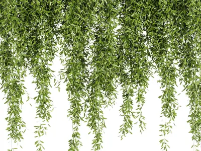 Indoor Plants -  21  hanging plants in pots 3D model