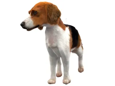  Beagle Dog(Animated) (Rigged) 