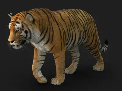  Tiger (4) (Animated) (Fur) 