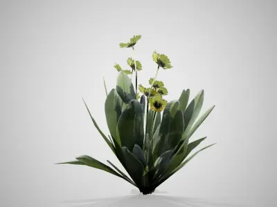 Frailejon flower Low-poly 3D model