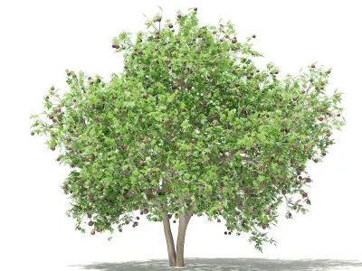 Common Fig Tree with Fruits 3D model