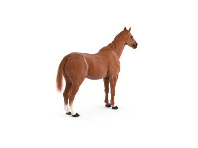  Horse Textured w Fur 