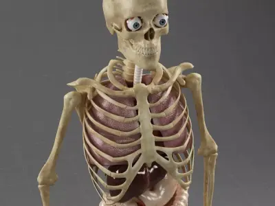 Anatomy Internal Organs Male 3D model