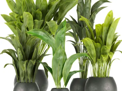 Collection plant indoor vol 6 3D Model Pack