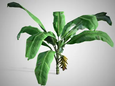 Banana Tree Low-poly 3D model