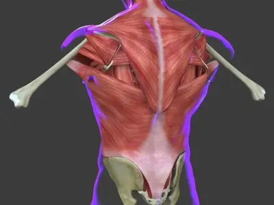 Human Torso Muscle Anatomy Medical Edition 3D model