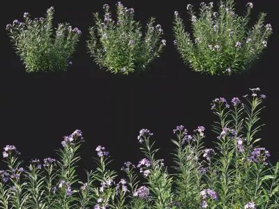 Nerium Oleander Tree 3D model