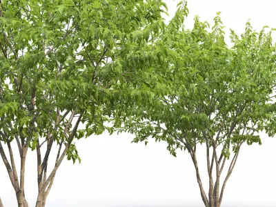 Acer Ginnala 06 3D model