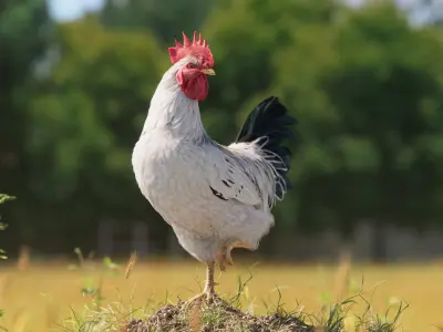  White Cock Animated 