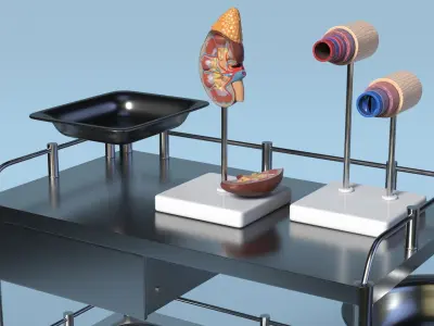  Medical Cart with Anatomical Models and Instruments 