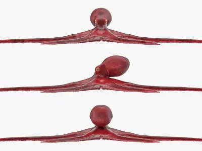 Octopus Vulgaris Rigged for Cinema 4D 