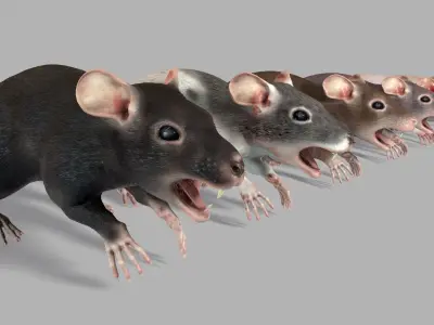 Common Rats Low-poly 3D model
