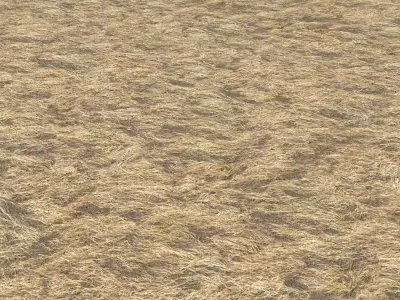 Dry grass field 2 PBR Texture