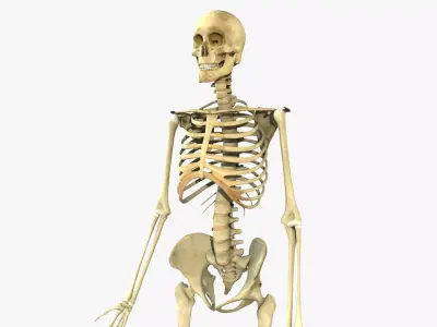 Human Skeleton Full Body 3D model