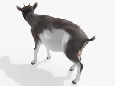  Domestic Goat Animated Fur Rigged for Blender 