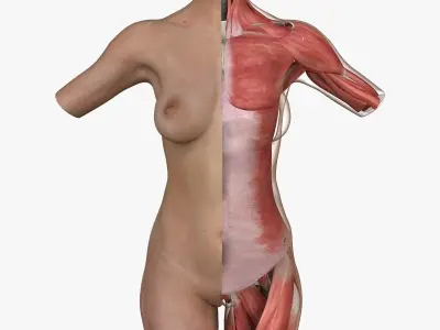 Woman Torso Muscle Anatomy 3D model