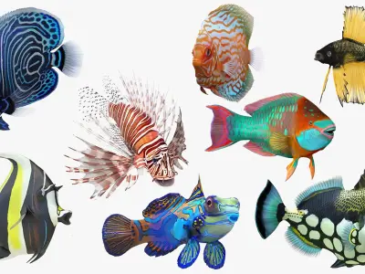  Coral Fish Rigged Collection 2 