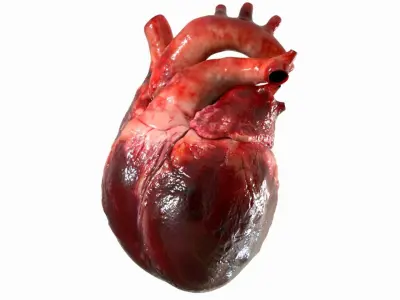  Human Heart Anatomy Animation 3D 